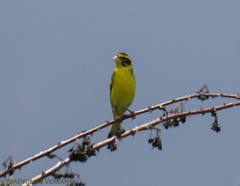 Chloris spinoides