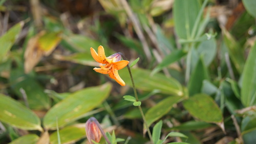 Wheel Lily (Lilium medeoloides)