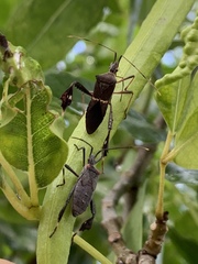 Leptoglossus concolor