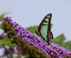 Graphium cloanthus