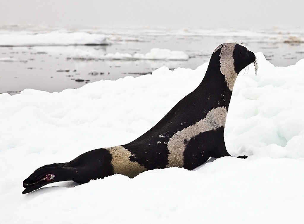 Ribbon Seals
