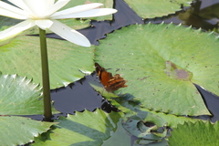 Doleschallia bisaltide