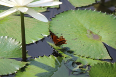 Doleschallia bisaltide