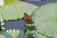 Doleschallia bisaltide