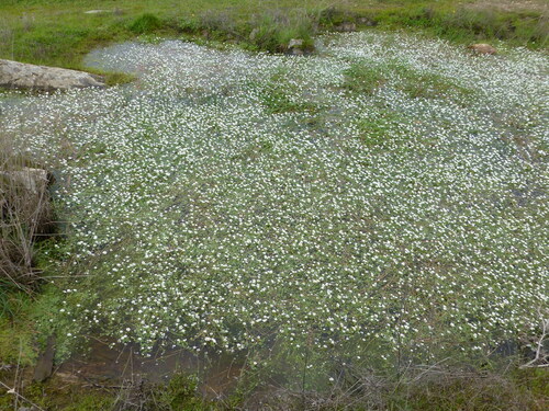 Image of Ranunculus peltatus by (c) Sheelagh Halsey, some rights reserved (CC BY)