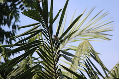 Lonchura punctulata