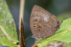 Arhopala centaurus nakula