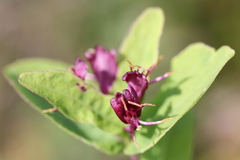 Lonicera chamissoi