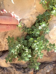Parietaria judaica