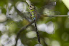 Anax panybeus