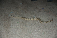 Crotalus tigris