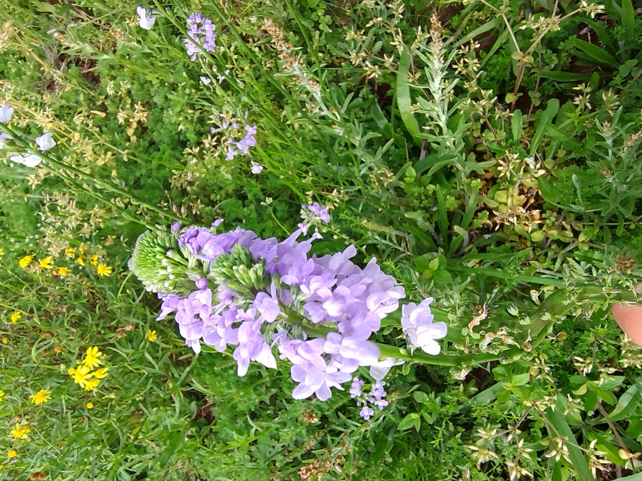 Linaria texana