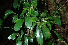 Ardisia cornudentata