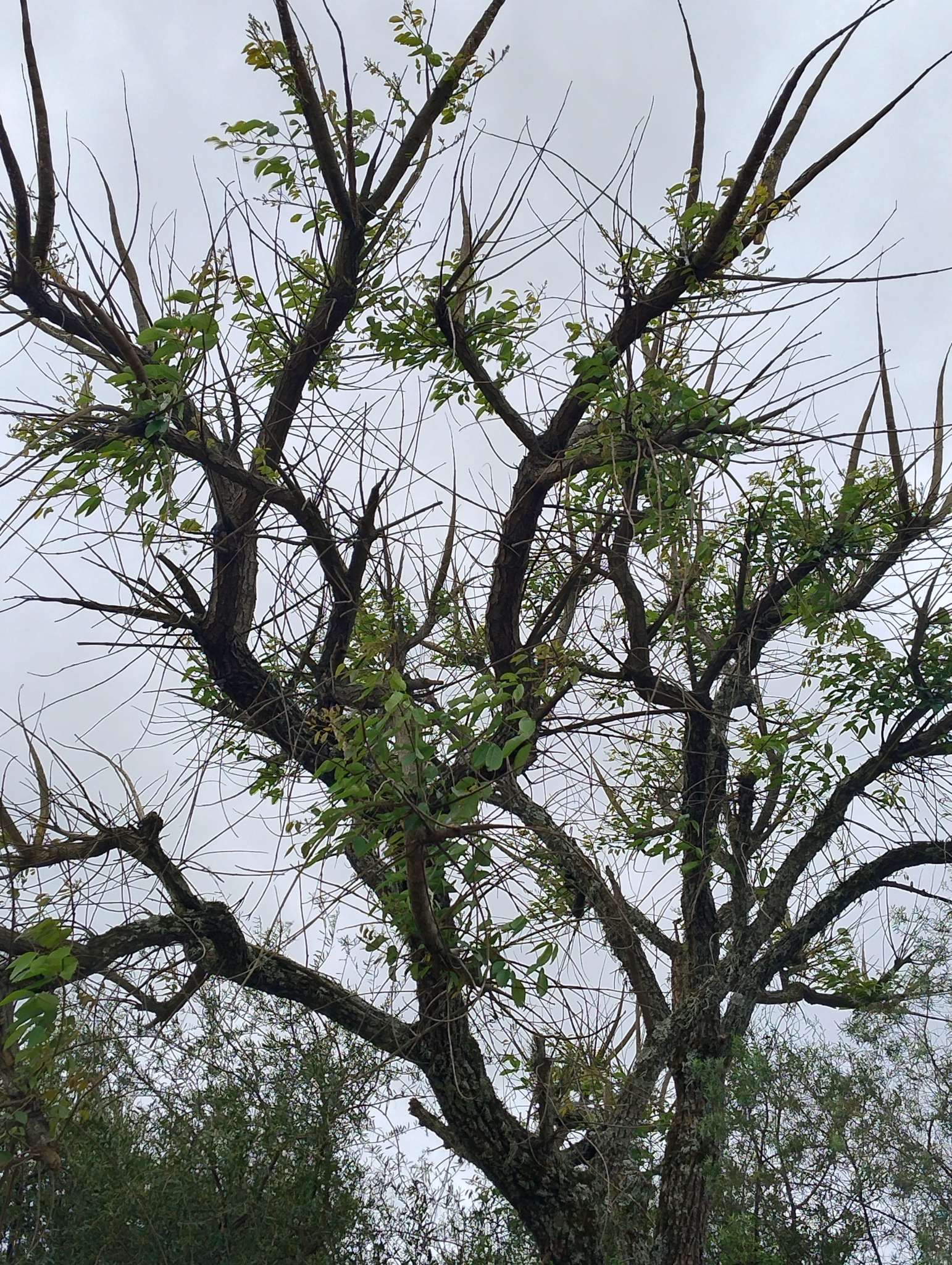 Erythrina crista-galli