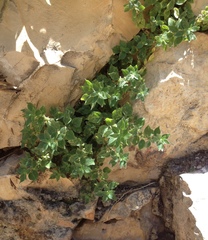 Parietaria judaica