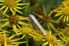 Eilema griseola