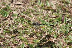 Orthetrum sabina