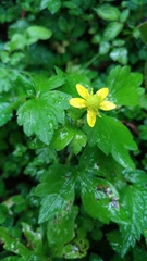 Ranunculus silerifolius