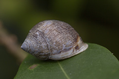 Image of Pythia cecillei