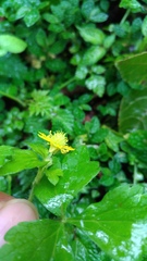 Ranunculus silerifolius
