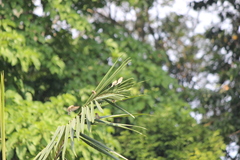 Lonchura punctulata