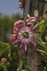 Passiflora × violacea