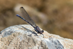 Argia tonto