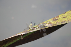 Orthetrum sabina
