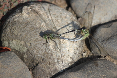 Orthetrum sabina