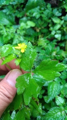 Ranunculus silerifolius