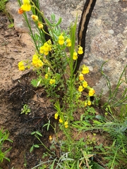 Hermannia cuneifolia