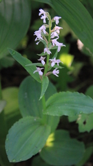 Galearis camtschatica