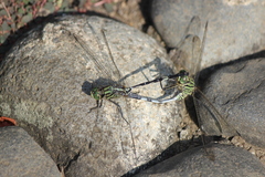 Orthetrum sabina