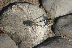 Orthetrum sabina