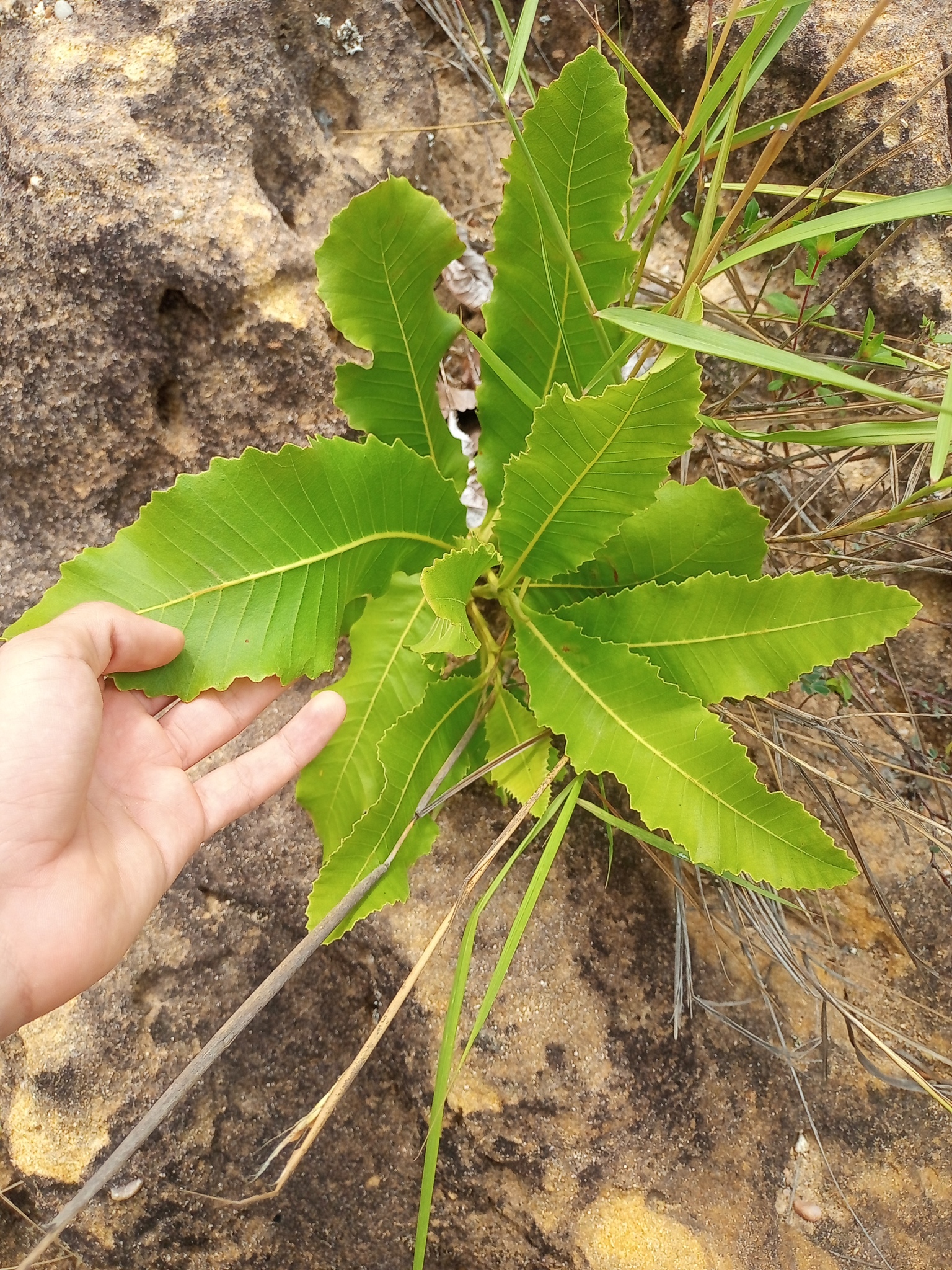 Curatella americana
