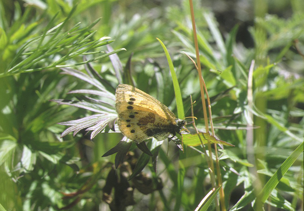 Oeneis tarpeia