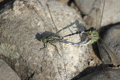 Orthetrum sabina