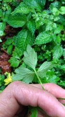 Ranunculus silerifolius