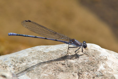 Argia tonto