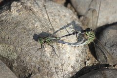 Orthetrum sabina