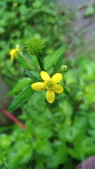 Ranunculus silerifolius