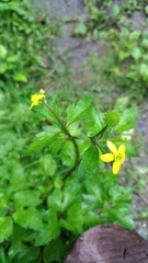 Ranunculus silerifolius