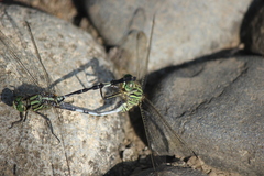 Orthetrum sabina