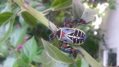 Pachylis acutangulus