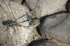 Orthetrum sabina