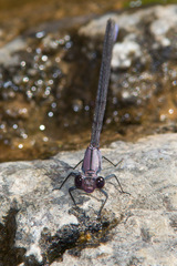 Argia tonto