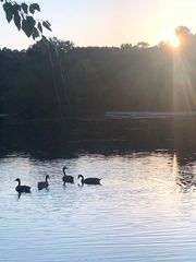 Branta canadensis moffitti