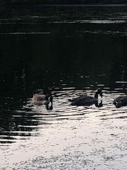 Branta canadensis moffitti
