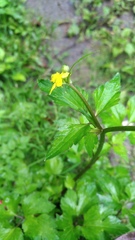 Ranunculus silerifolius