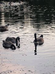 Branta canadensis moffitti